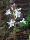 Bogbean Menyanthes trifoliata, white flowers and pink buds Royalty Free Stock Photo